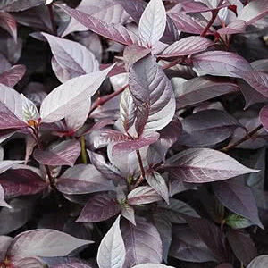 PENICILINA - Alternanthera brasiliana (L.) Kuntze