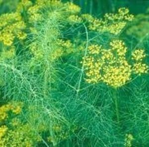 FUNCHO - Foeniculum vulgare