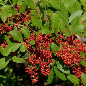 PIMENTA ROSA - Schinus terebinthifolia