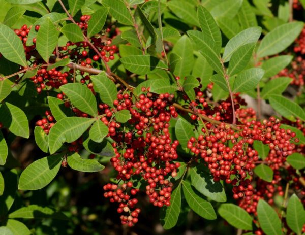 PIMENTA ROSA - Schinus terebinthifolia
