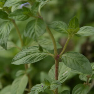 SETE SANGRIAS - Cuphea carthagenensis