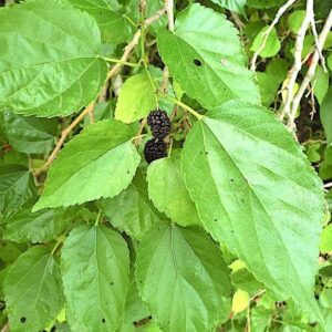 FOLHAS DE AMOREIRA - Morus nigra