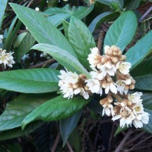 FOLHAS DE AMEIXEIRA AMARELA - Eriobotrya japonica