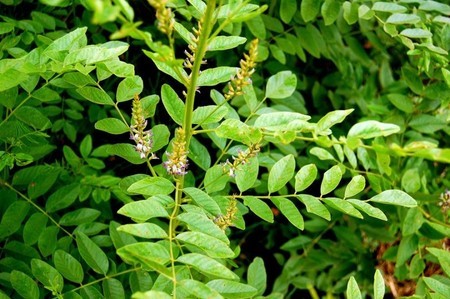 ALCAÇUZ - Glycyrrhiza glabra