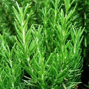 ALECRIM - Salvia rosmarinus