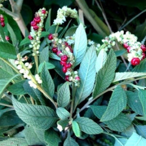 FOLHAS DE ERVA BALEEIRA - Cordia verbenacea