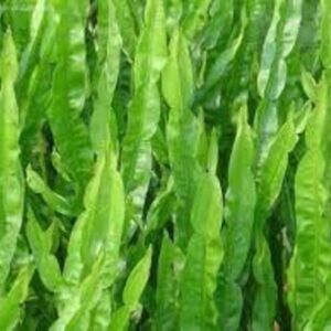 CARQUEJA - Baccharis trimera