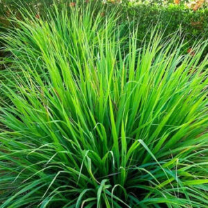 CAPIM LIMÃO - Cymbopogon citratus