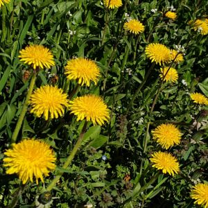 DENTE DE LEÃO - Taraxacum officinale