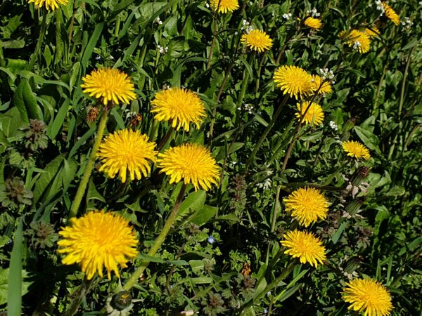 DENTE DE LEÃO - Taraxacum officinale