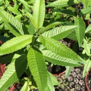 ERVA LUISA - Aloysia triphylla Royle