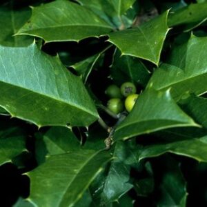 ESPINHEIRA SANTA - Maytenus ilicifolia
