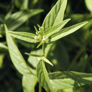 GINSENG BRASILEIRO - Pfaffia glomerata