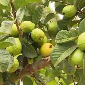 FOLHAS DE GOIABEIRA - Psidium guajava