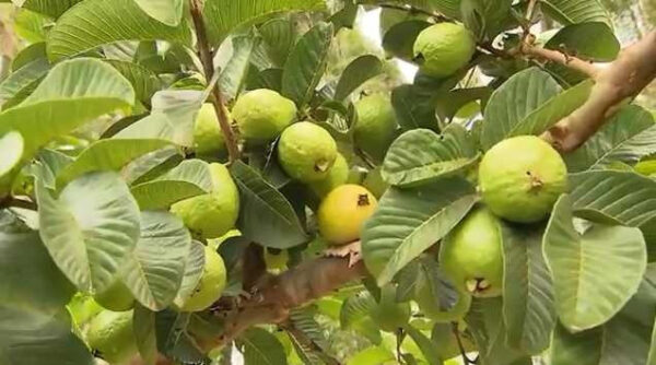 FOLHAS DE GOIABEIRA - Psidium guajava