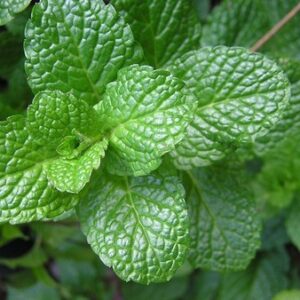 HORTELÃ - Mentha spp.