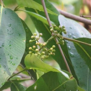 FOLHAS DE JAMBOLÃO - Syzygium cumini