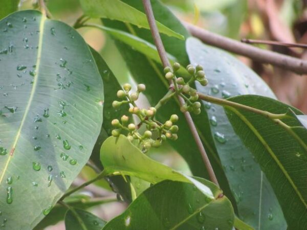 FOLHAS DE JAMBOLÃO - Syzygium cumini