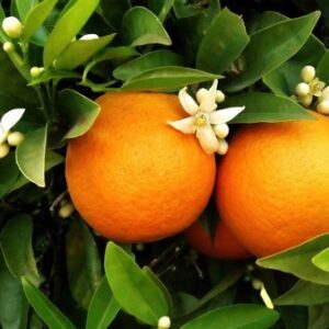 FOLHAS DE LARANJEIRA - Citrus sp.