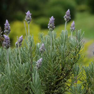 LAVANDA - Lavandula dentata