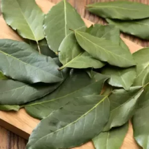 LOURO - Laurus nobilis