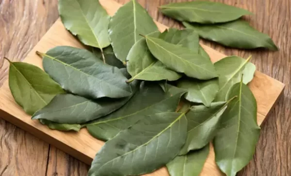 LOURO - Laurus nobilis