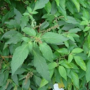MANJERICÃO CRAVO - Ocimum gratissimum