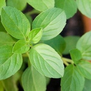 MANJERICÃO VERDE - Ocimum basilicum