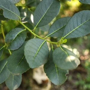 ERVA-MATE 30g - Ilex paraguariensis