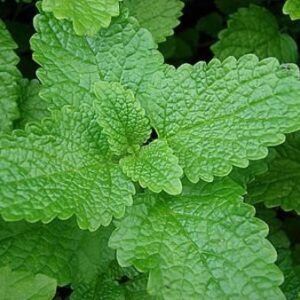 MELISSA - Melissa officinalis