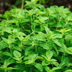 ORÉGANO - Origanum vulgare