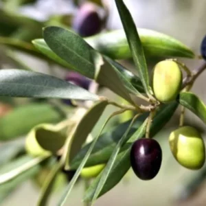 FOLHAS DE OLIVEIRA - Olea europaea