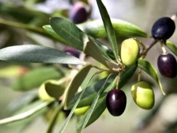 FOLHAS DE OLIVEIRA - Olea europaea