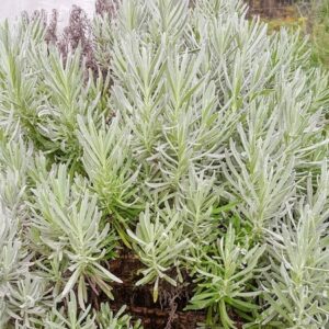 OSMARIM - Lavandula angustifolia