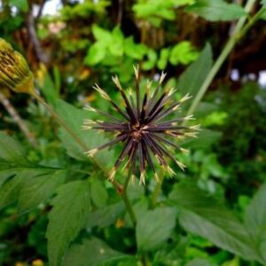 PICÃO-PRETO - Bidens pilosa