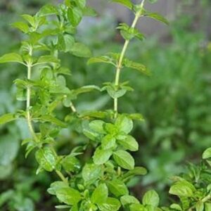 POEJO - Mentha pulegium