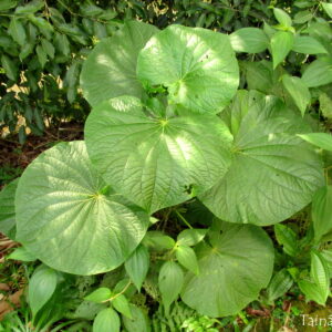PARIPAROBA - Pothomorphe umbellata