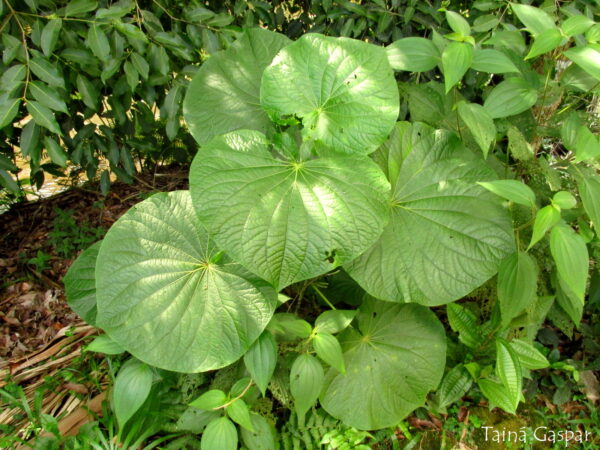 PARIPAROBA - Pothomorphe umbellata
