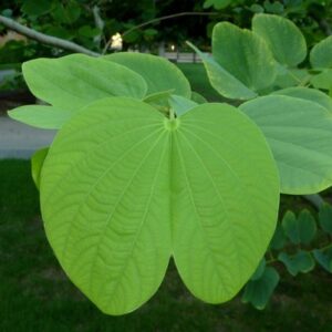 PATA DE VACA - Bauhinia forficata