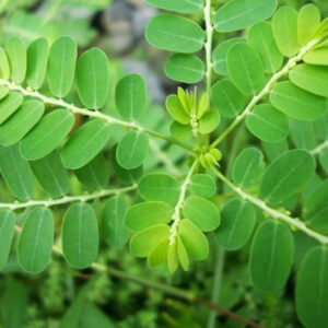 QUEBRA-PEDRA - Phyllanthus niruri