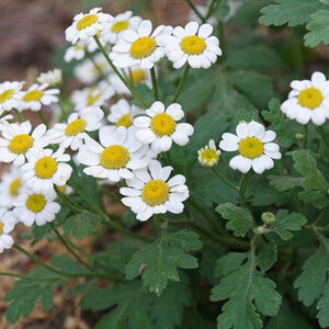 TANACETO - Tanacetum parthenium