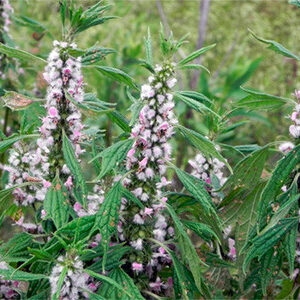 AGRIPALMA - Leonurus cardiaca