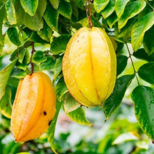 FOLHAS DE CARAMBOLEIRA - Averrhoa carambola