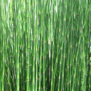 CAVALINHA - Equisetum hyemale