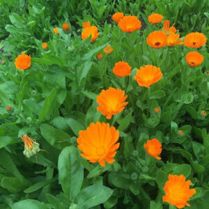 FLORES DE CALÊNDULA - Calendula officinalis