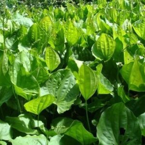 CHAPÉU DE COURO - Echinodorus grandiflorus