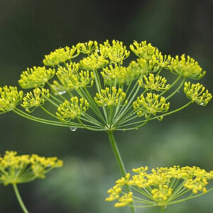 FUNCHO SEMENTE - Foeniculum vulgare
