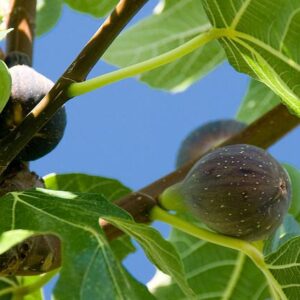 FOLHAS DE FIGUEIRA - Ficus carica