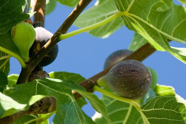 FOLHAS DE FIGUEIRA - Ficus carica