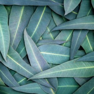 FOLHAS DE EUCALIPTO - Eucalyptus robusta sm